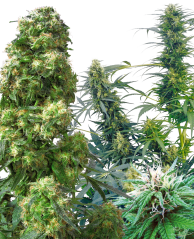 Sensi Seeds Graines de cannabis Outdoor Mix® régulières, 25 pcs