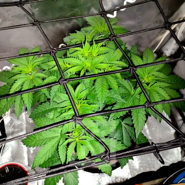 Blimburn Seeds Semi di Cannabis Blackberry Moonstones Femminizzati