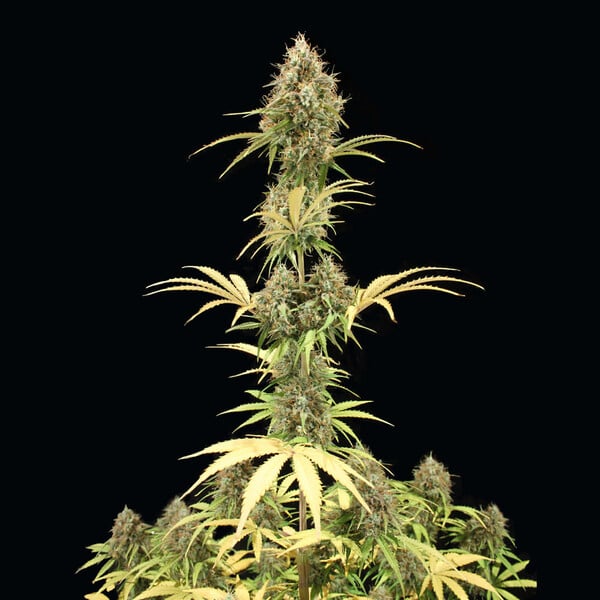 Royal Queen Seeds Semillas de cannabis Amnesia Haze Auto