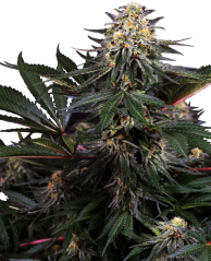 Sensi Seeds Semena konoplje Lockdown Kush Feminized, 3-10 kom