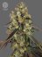 The Bulldog Seeds The Bulldog Biscoitos Feminizados, 3 e 5 pcs
