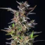 Royal Queen Seeds Seminte de canabis Watermelon Auto