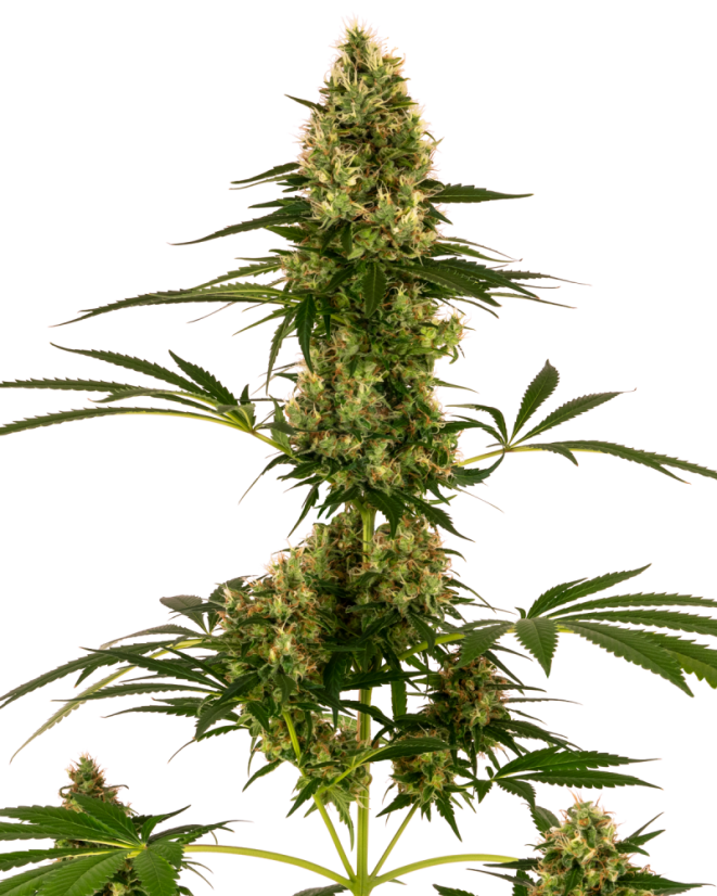 Sensi Seeds Seminte de canabis Blue Bullet Automatic® feminizate, 3-10 buc.