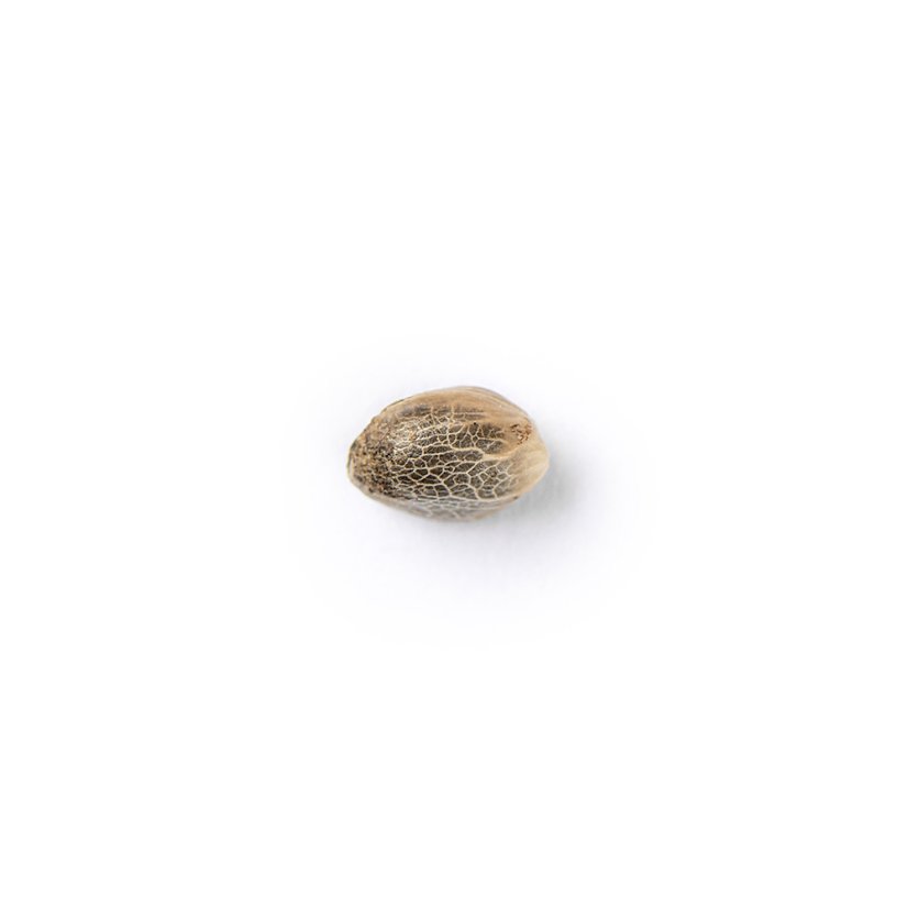 The Bulldog Seeds TB Lemon Haze Automático, 3 e 5 peças