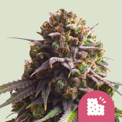 Royal Queen Seeds Seminte de Canabis Biscotti Feminizate