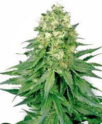 Sensi Seeds Cannabis Seeds White Widow Regular της White Label, 10 τμχ