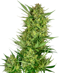 Sensi Seeds Seminte de canabis Buttercream Gelato feminizate, 3-10 buc