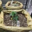 Blimburn Seeds Cannabiszaden Blue Dream Gefeminiseerd