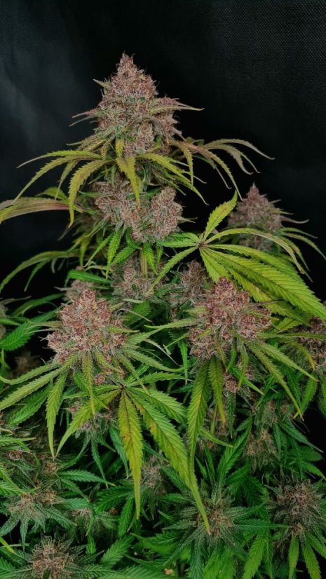 Fast Buds Cannabis Seeds Gorilla Punch Auto