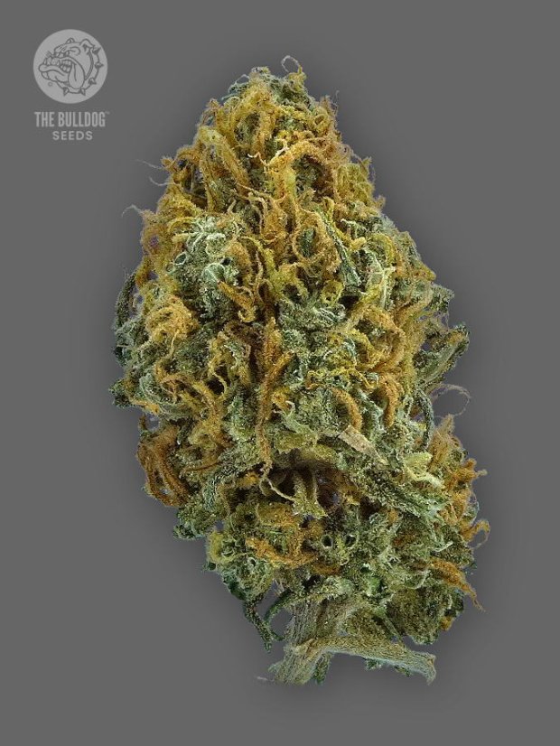 The Bulldog Seeds TB Skittlez Auto, 3 e 5 peças