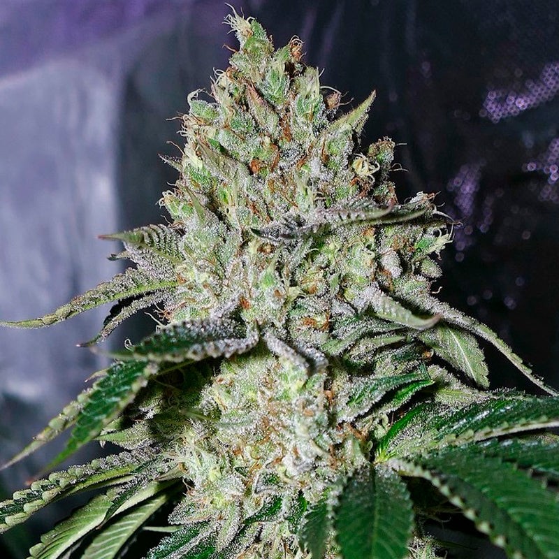 Silent Seeds Seminte exotice de canabis Gorilla Frost feminizate