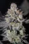 Fast Buds Sjemenke konoplje Tropicana Cookies FF