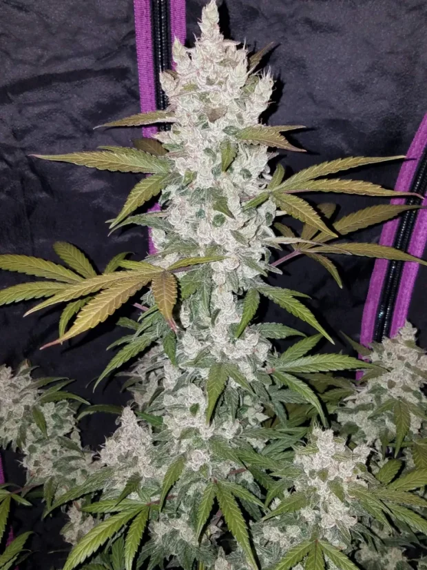 Fast Buds Semi di Cannabis Girl Scout Cookies Auto