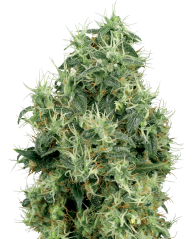 Sensi Seeds Semințe de canabis White Gold feminizate cu White Label, 3-10 buc.