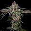 T.H.Seeds™ Seminte de canabis Pure Runtzy, pachet special 6+1, feminizate