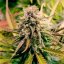 Royal Queen Seeds Seminte de Cannabis Candy Kush Express - Feminizate Rapid