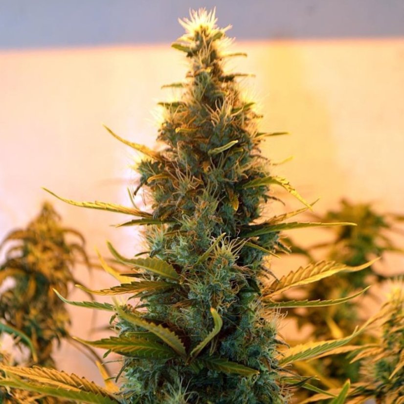 Doctor´s Choice Seeds Lowryder feminizate (IBL) Auto Feminizate