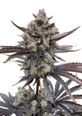 Fast Buds Cannabis Seeds Banana Purple Punch Auto RF3