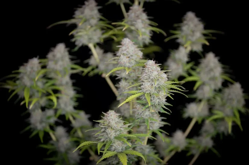 Fast Buds Sjemenke konoplje Orange Sherbet Auto