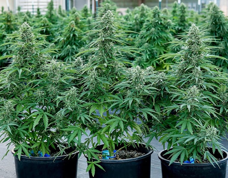 Royal Queen Seeds Семена от канабис Milky Way F1 Auto