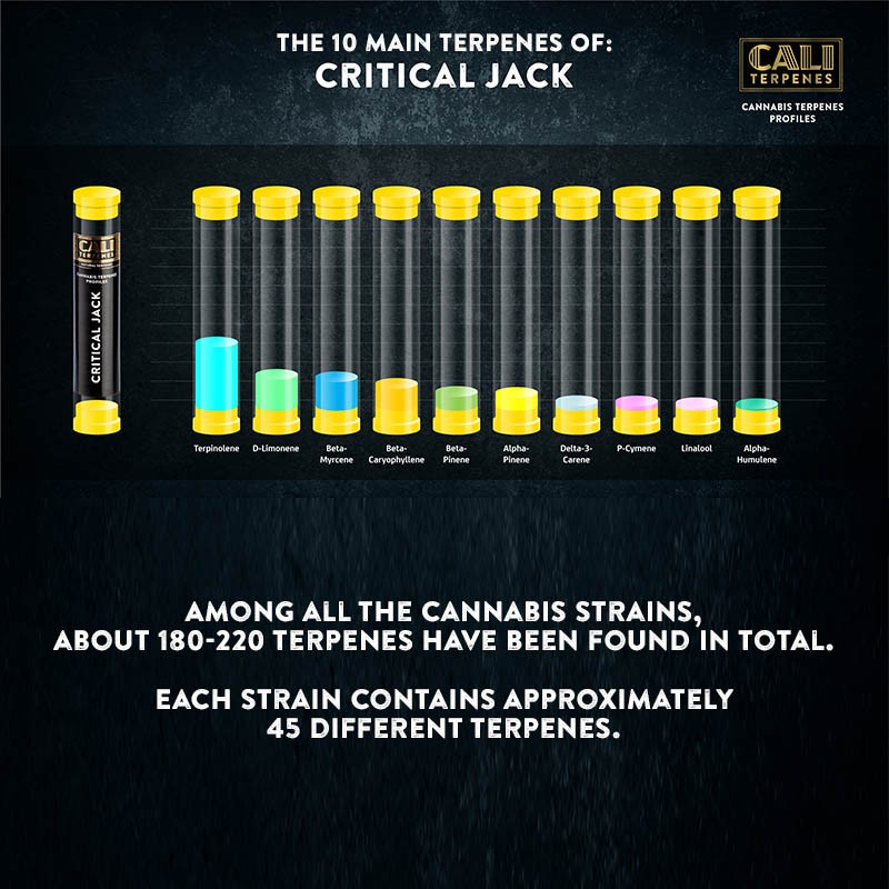 Cali Terpenes - CRITICAL JACK, 1 - 1000 ml