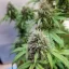 Blimburn Seeds Kanapių sėklos AK Auto