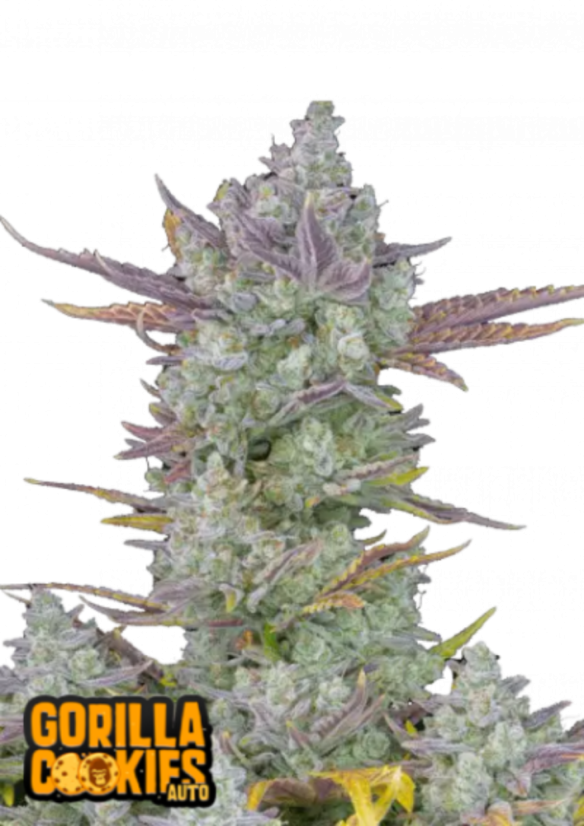 Fast Buds Cannabis Seeds Gorilla Cookies Auto