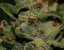 T.H.Seeds™ Semințe de canabis Darkstar™, pachet 5+1, obișnuite