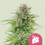 Royal Queen Seeds Seminte de canabis Blue Cheese feminizate