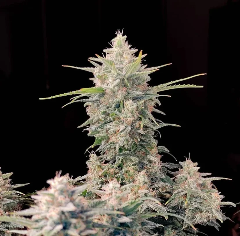Fast Buds Насіння канабісу Skunk Auto