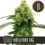Blimburn Seeds Cannabis Seeds Hellfire OG, Steve DeAngelo feminized