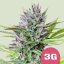 Royal Queen Seeds Seminte de canabis Triple G feminizate