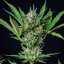 Royal Queen Seeds Seminte de canabis Royal Dwarf Auto