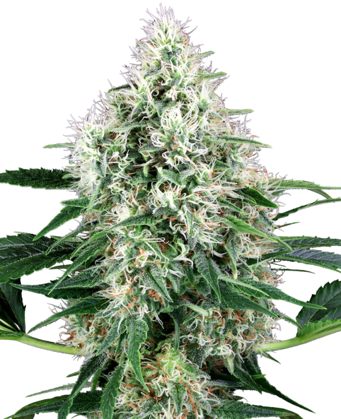 Sensi Seeds Semințe de canabis Pure Power Plant feminizate automat cu White Label, 3-10 buc.