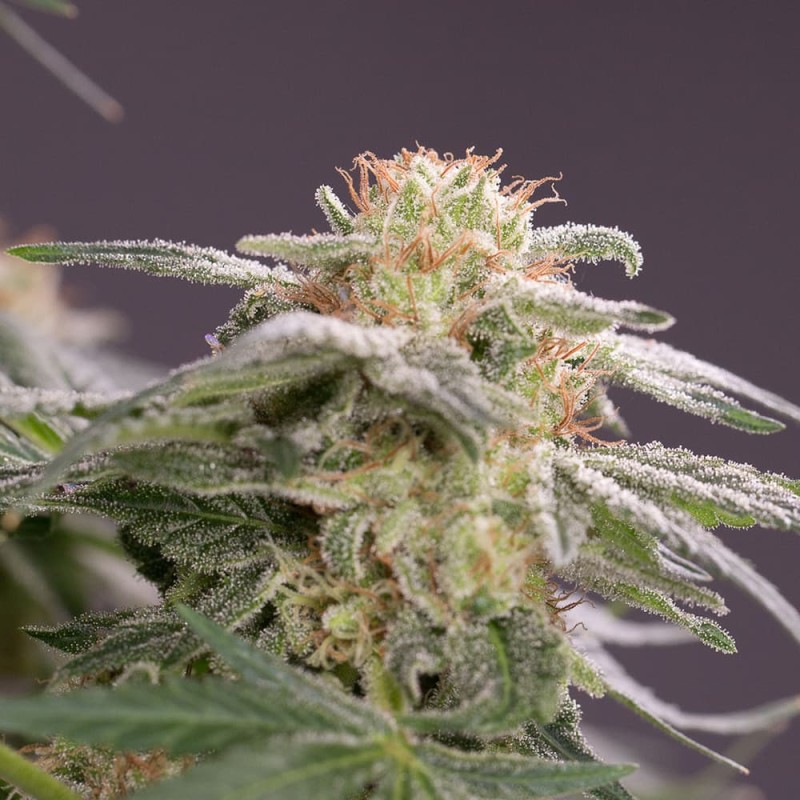 Silent Seeds Seminte de Canabis Lemon Tree Fast By Lemon Tree Feminizate