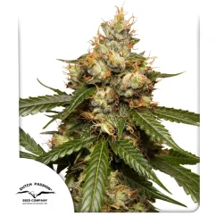 Dutch Passion Seminte de canabis Auto THC-Victory® Autoflowering