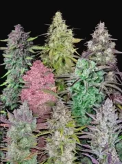 Fast Buds Cannabis Seeds Mix Pack Auto, 5 gab.