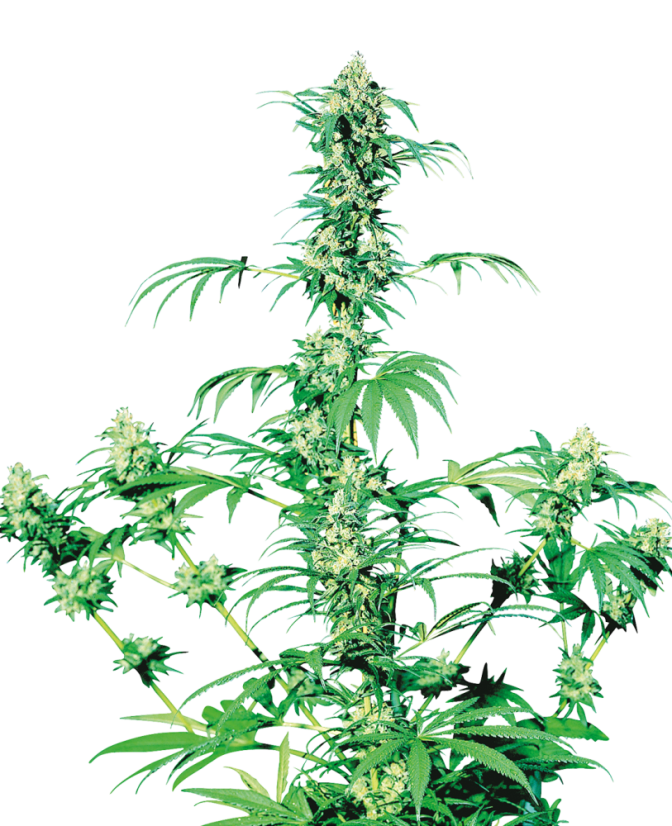 Sensi Seeds Semințe de canabis Early Girl® Regular, 10 buc