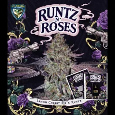 T.H.Seeds™ Sementes de Cannabis Runtz N' Roses, vários pacotes, feminizadas