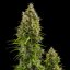 Royal Queen Seeds Seminte de canabis Royal Jack Auto