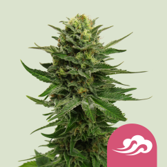 Royal Queen Seeds Насіння коноплі Blue Mystic Feminized