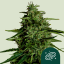 Royal Queen Seeds Семена от канабис Milky Way F1 Auto