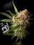 Fast Buds Sjemenke konoplje Guava Auto