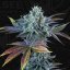 T.H.Seeds™ Seminte de canabis Auto French Cookies, pachet 6+1, feminizate