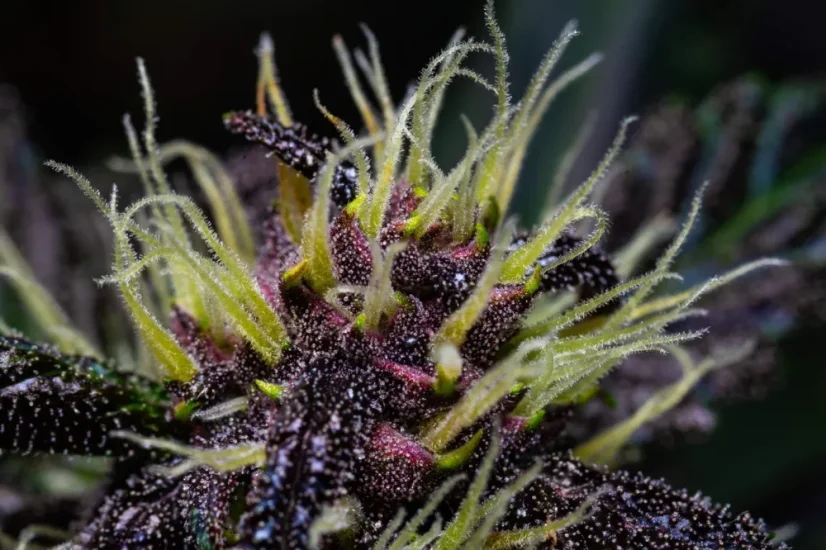 Fast Buds Cannabis Seeds Crystal Meth Auto