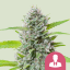 Royal Queen Seeds Seminte de canabis El Patron feminizate