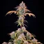 Royal Queen Seeds Semințe de canabis Royal Cheese - Feminizate rapid