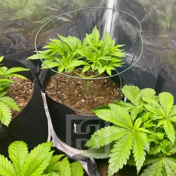 Blimburn Seeds Hanfsamen Girl Scout Cookies Feminisiert