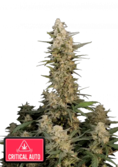 Fast Buds Sjemenke Kanabisa Critical Auto