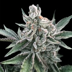 Silent Seeds Cannabis Seeds Polar Gelato Auto, Sherbinskis